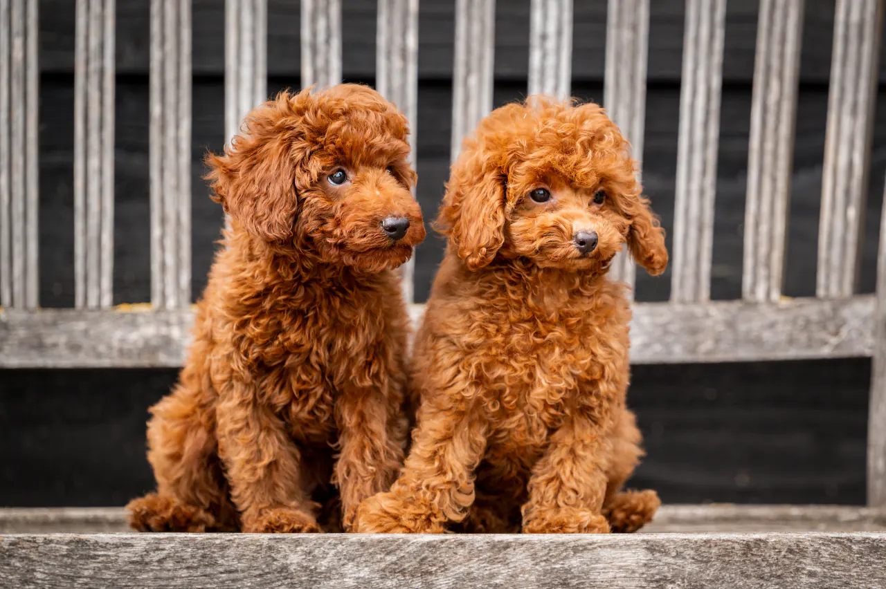 Twee pups op een houten bank