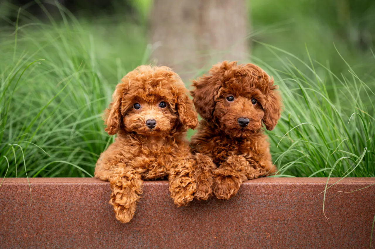 Twee rode pups leunen over een roestbruine rand in het gras