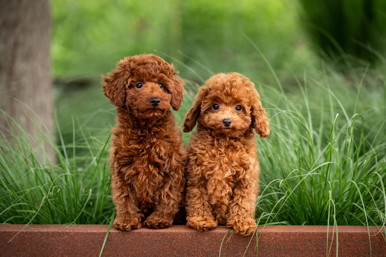 Twee rode toypoodle pups in het hoge gras