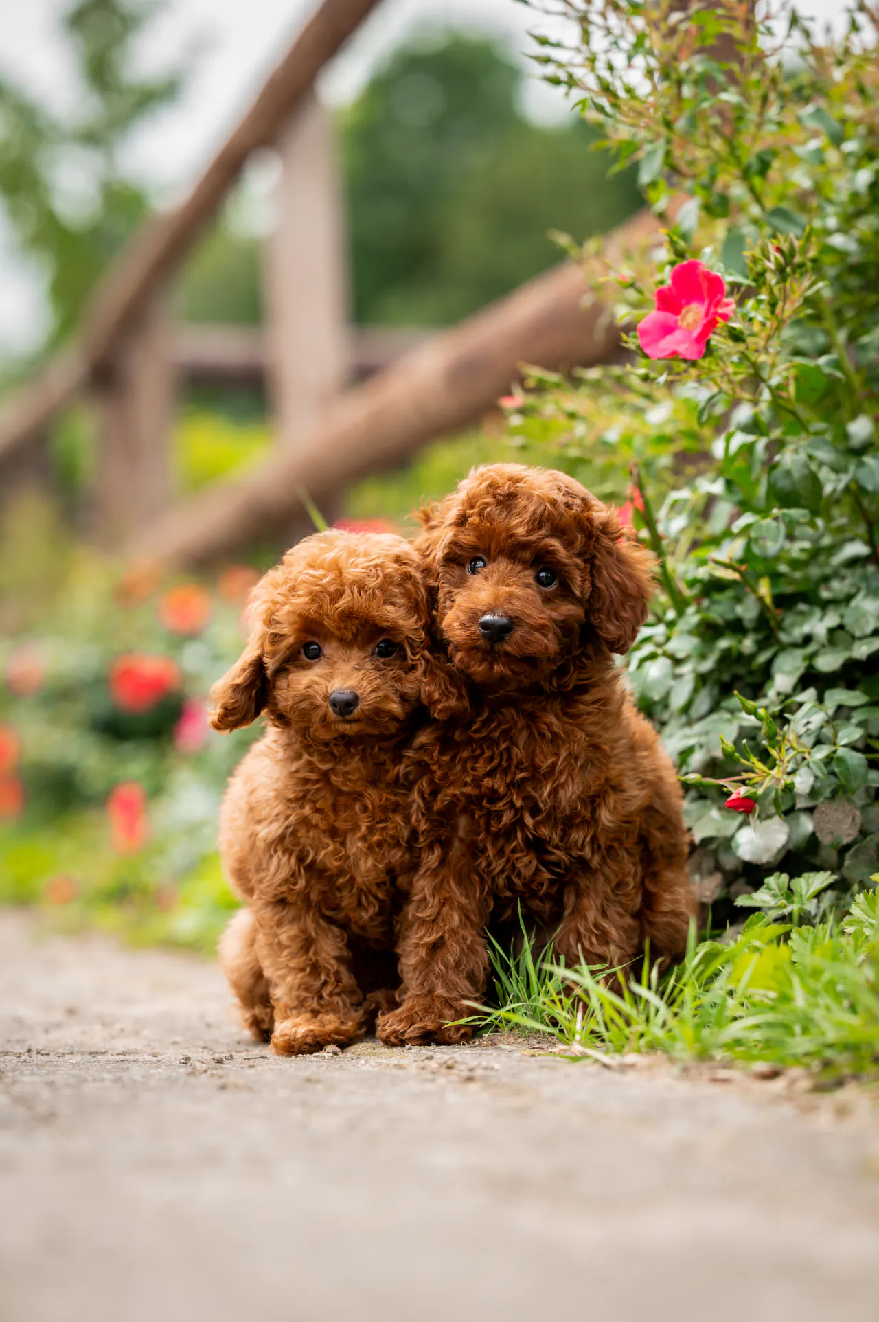 Twee rode pups tussen de rozen