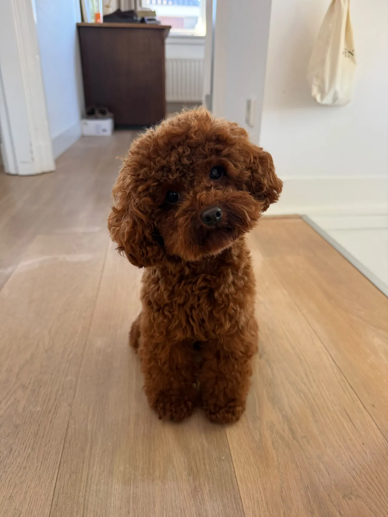 Rode toypoodle houdt zijn kopje schuin op een houten vloer