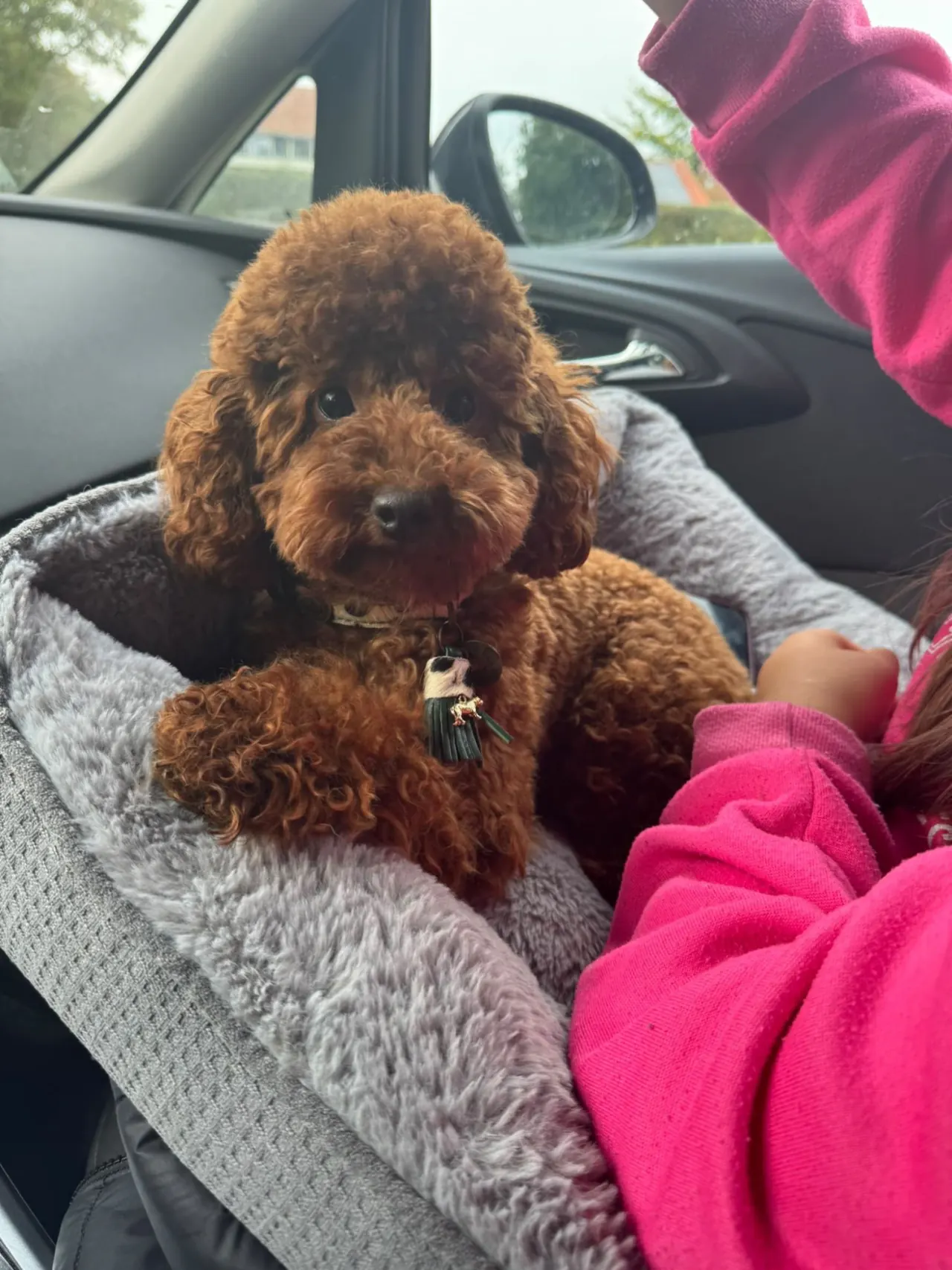 Rode toypoodle in een zachte hondenmand in de auto