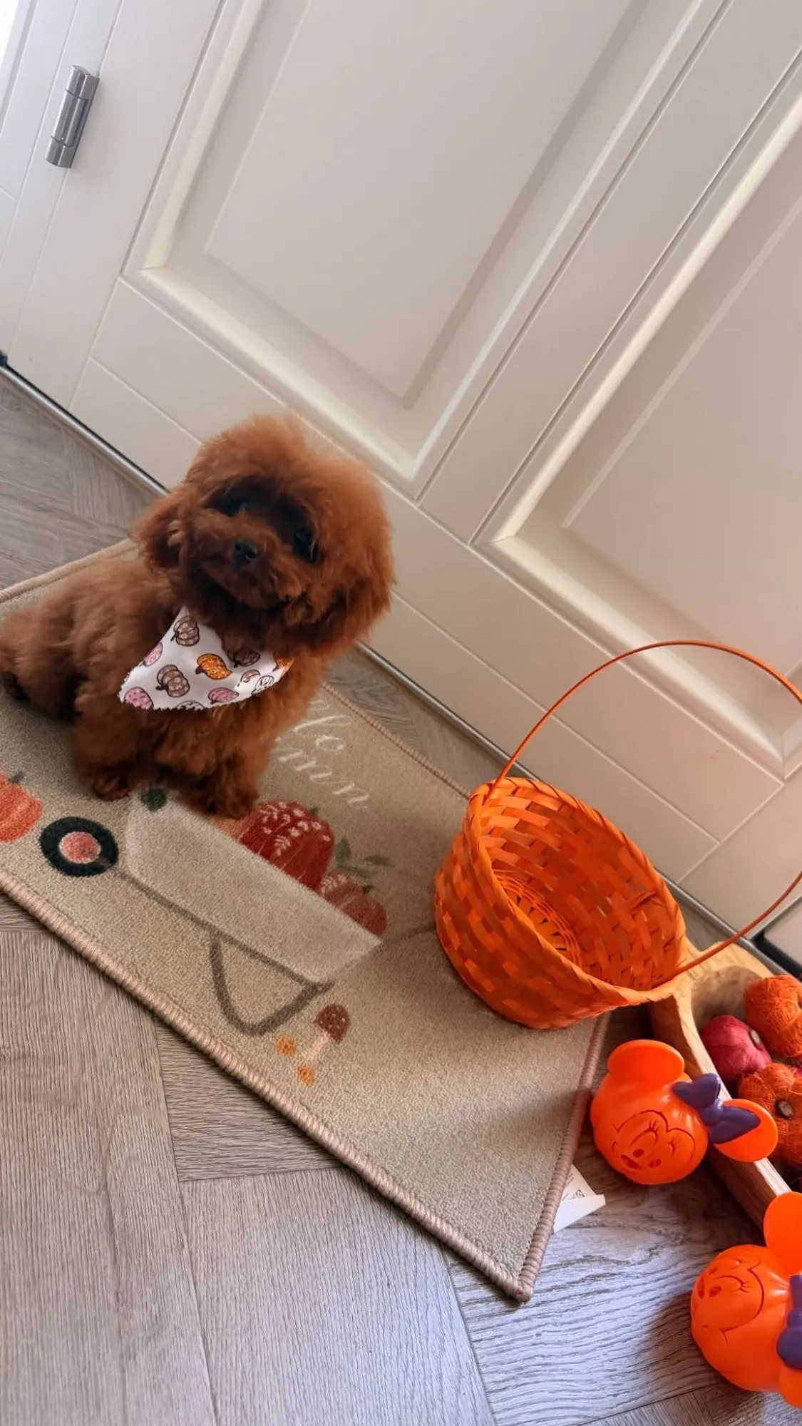 Rode pup met een herfstsjaaltje naast een oranje mandje