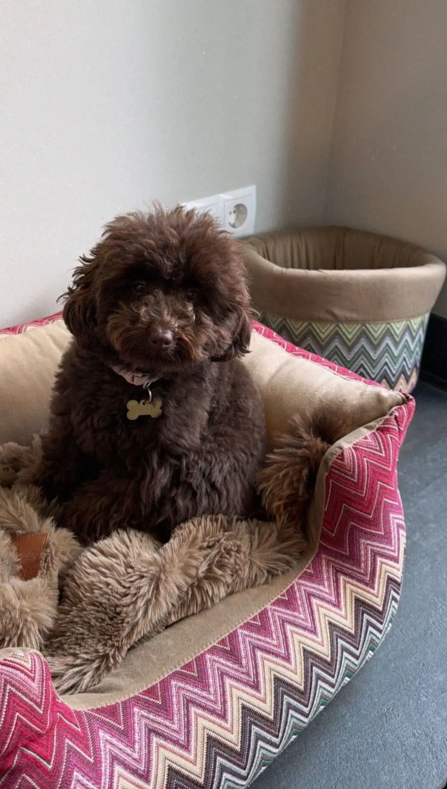 Chocoladebruine toypoodle in een gestreepte hondenmand