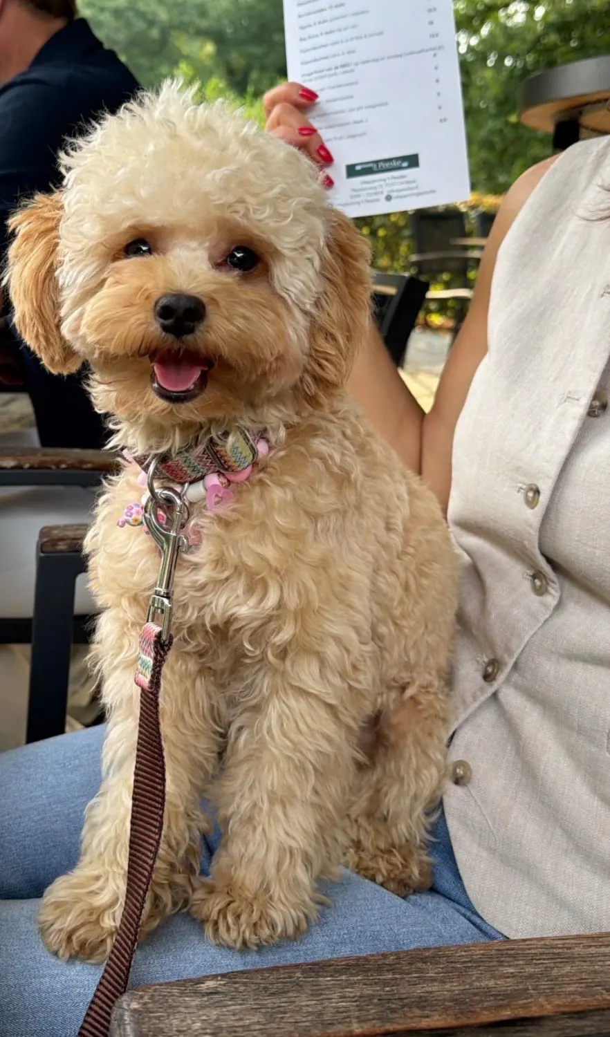 Blije abrikooskleurige toypoodle op schoot op een terras