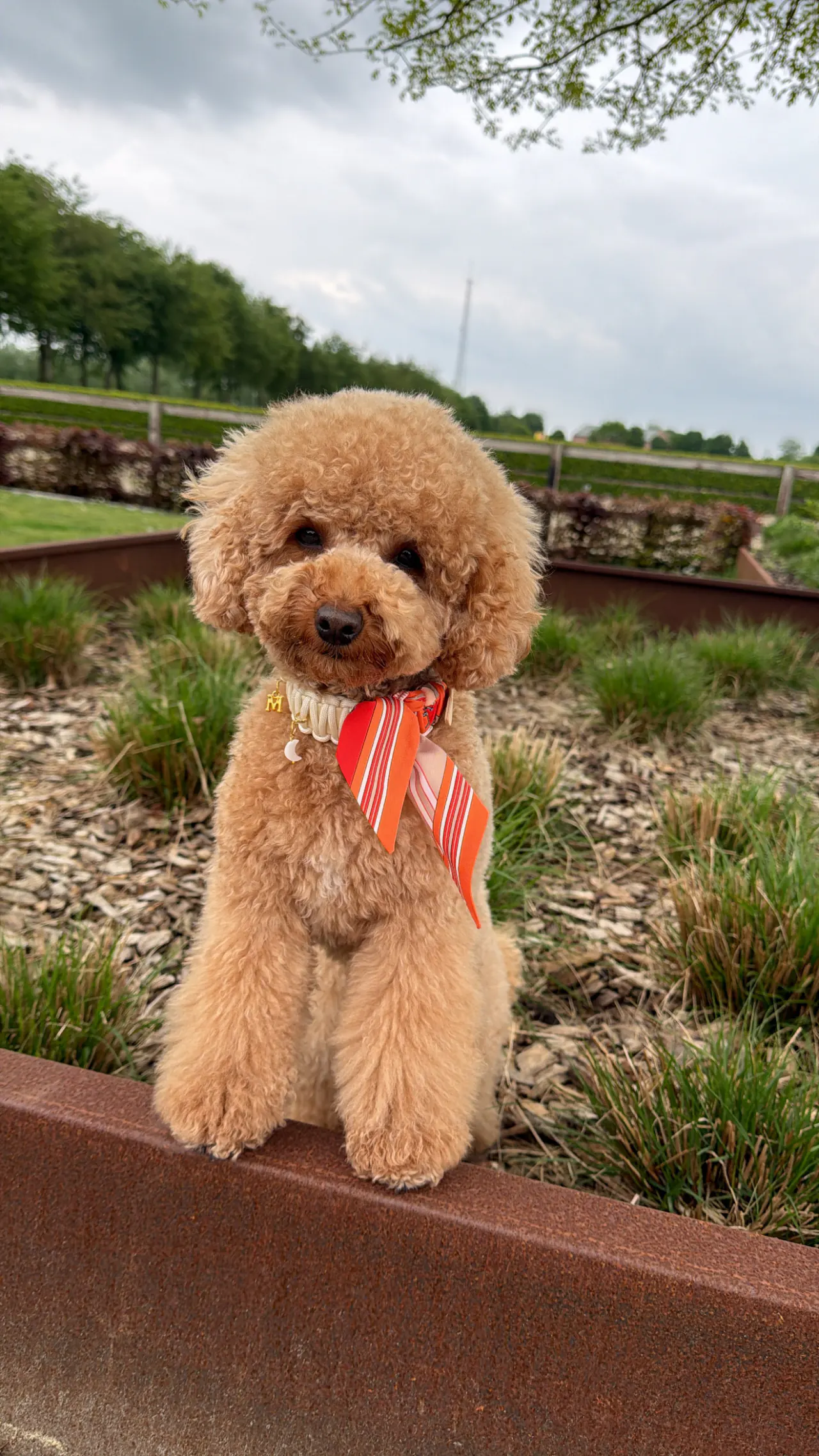 Milly met een rood strikje