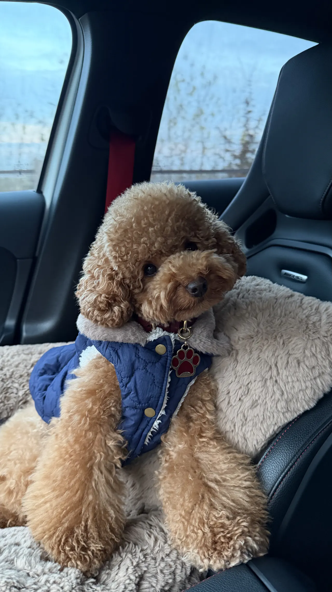 Milly in een blauw jasje in de auto