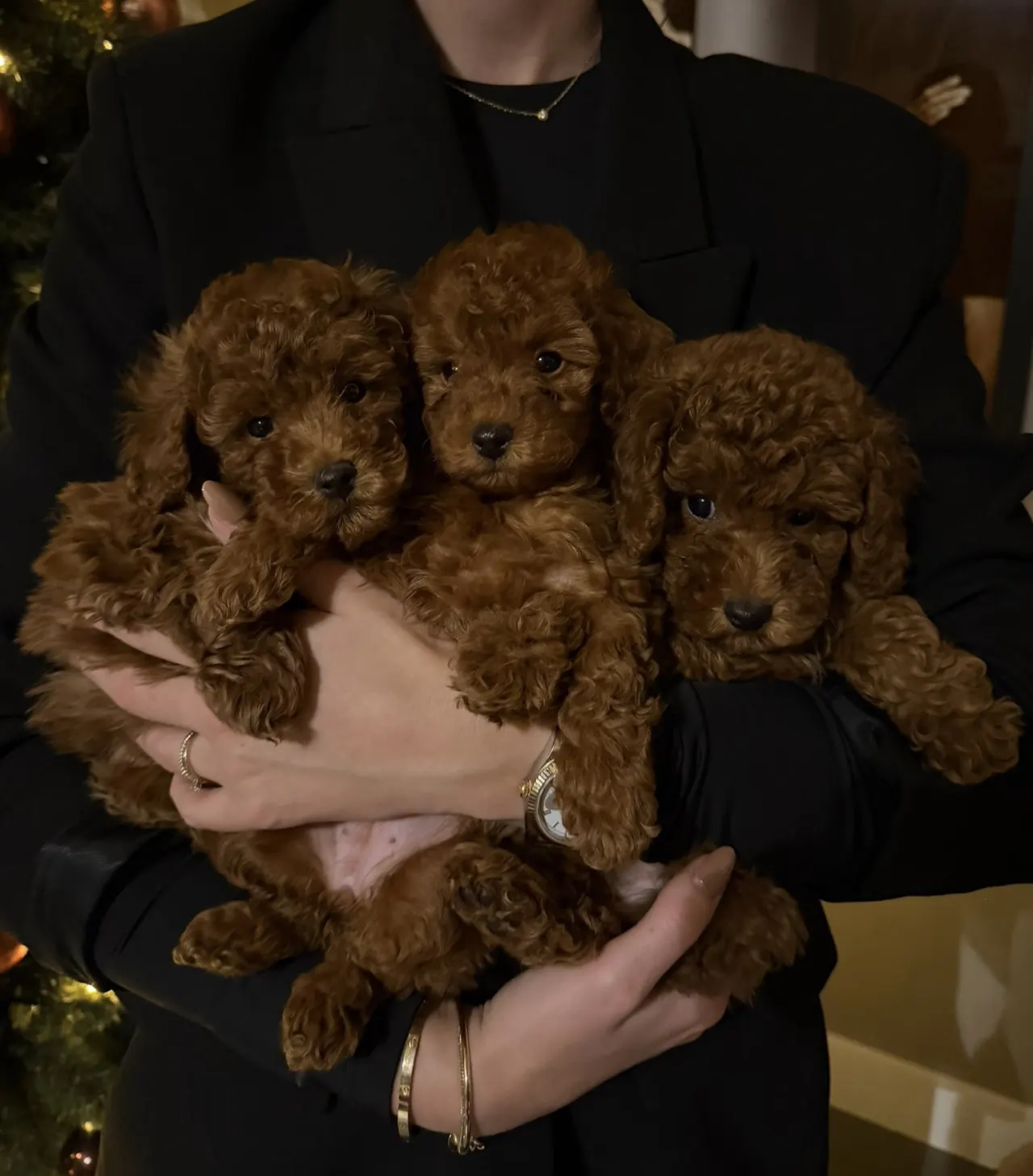 Drie rode toypoodle pups in iemands armen