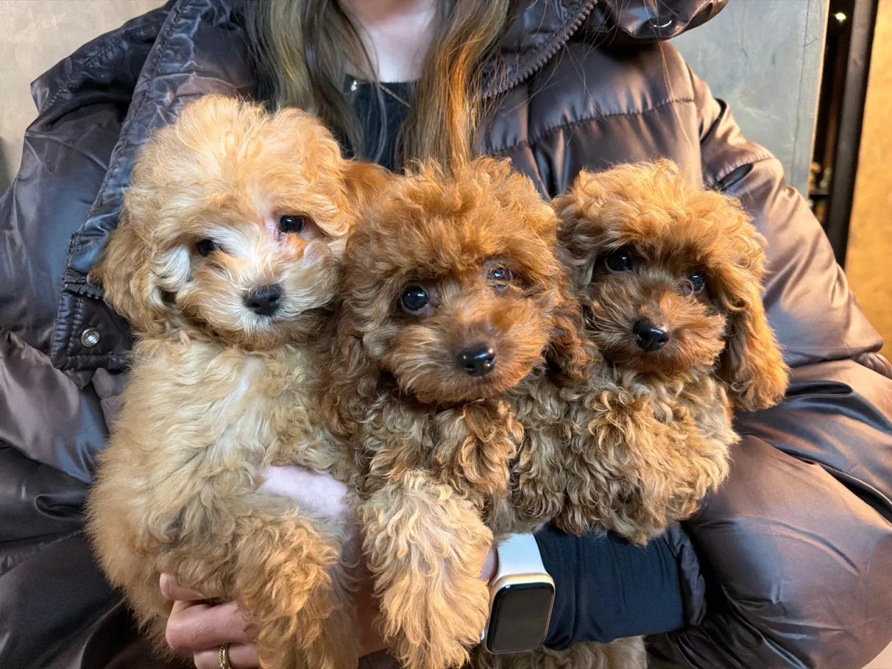 Drie pups in crème, abrikoos en rood
