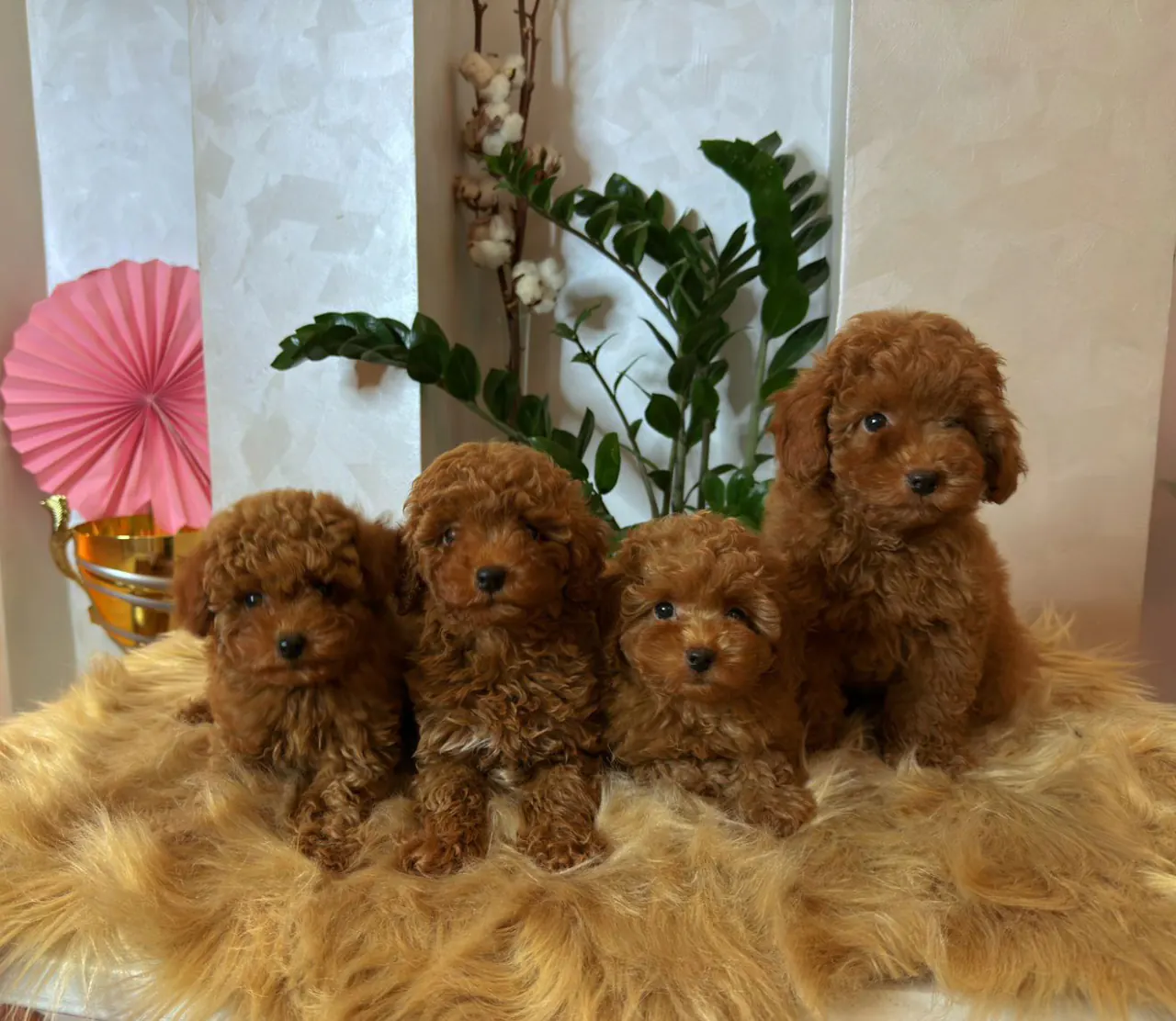 Vier rode toypoodle pups naast elkaar op een zachte vacht
