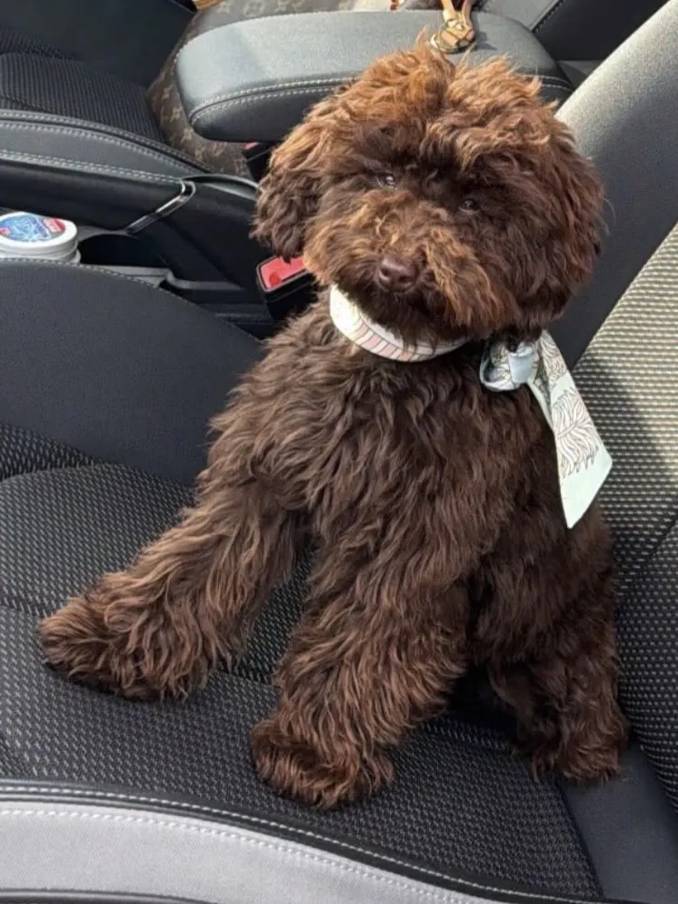 Chocoladebruine pup met een sjaaltje op de autostoel