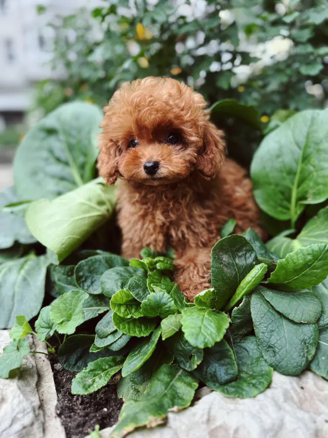 Rode pup tussen grote groene bladeren