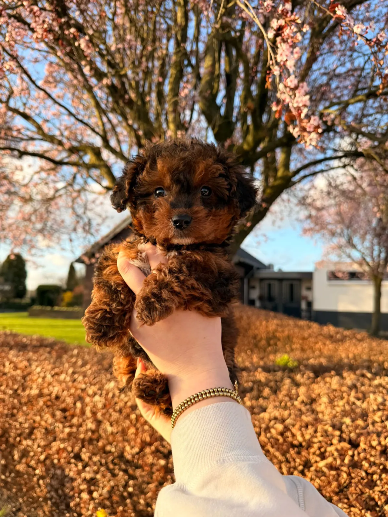 Pup in de hand onder een bloesemboom