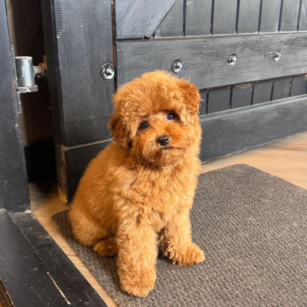 Abrikooskleurige pup bij een deur