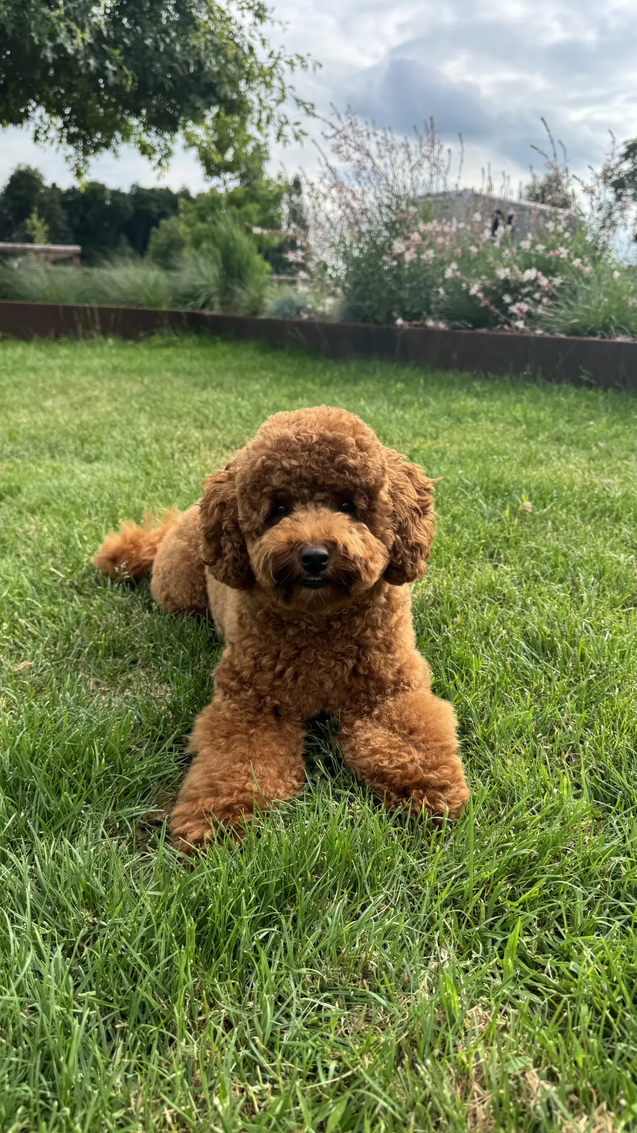 Rode toypoodle ligt in het gras