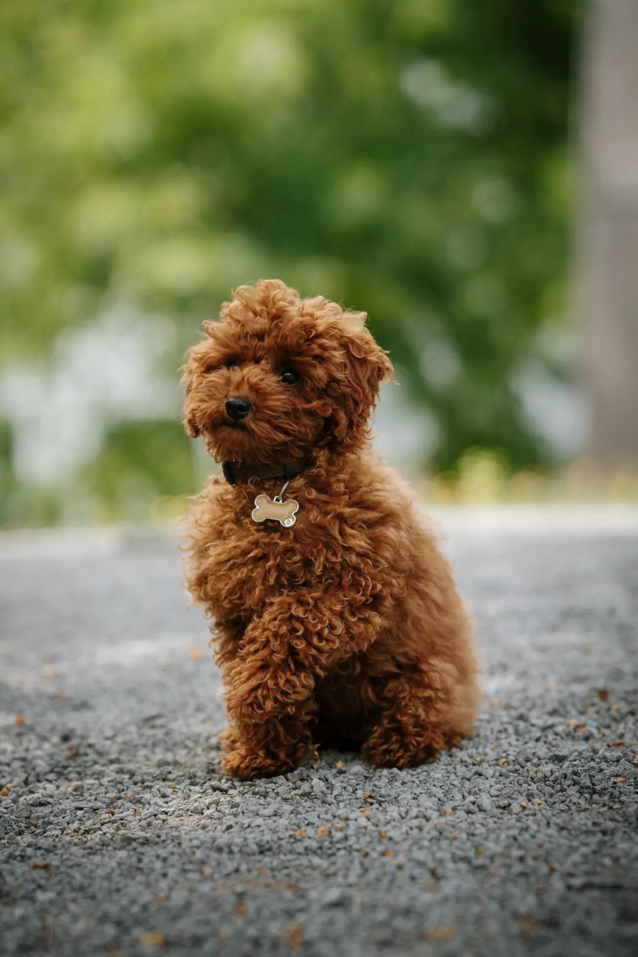 Rode toypoodle pup zit op een grindpad