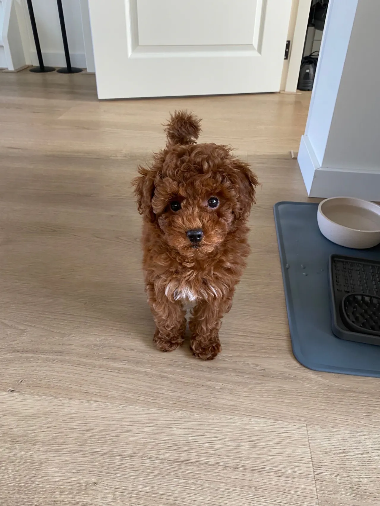 Rode pup staat in de gang