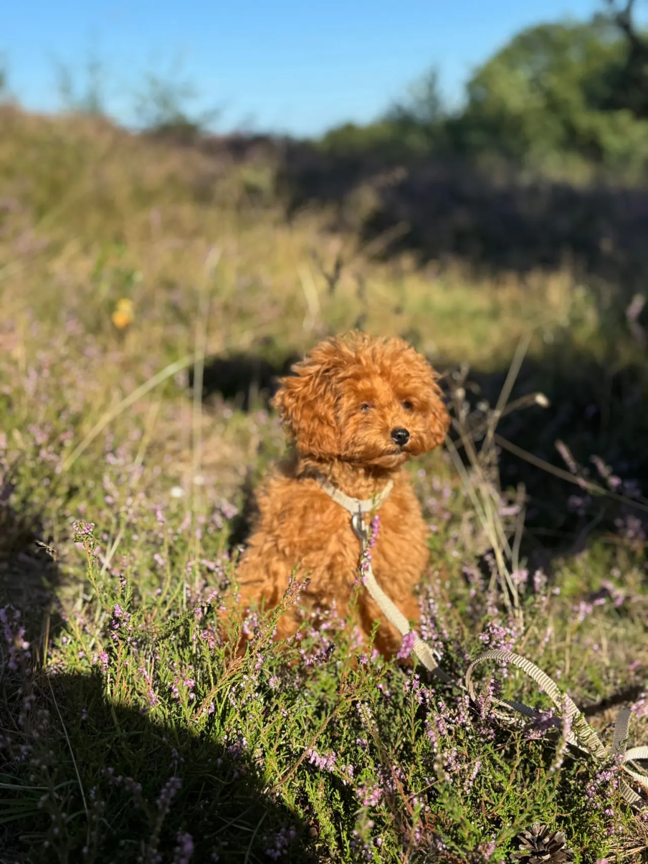 Pup in de heide in het avondlicht