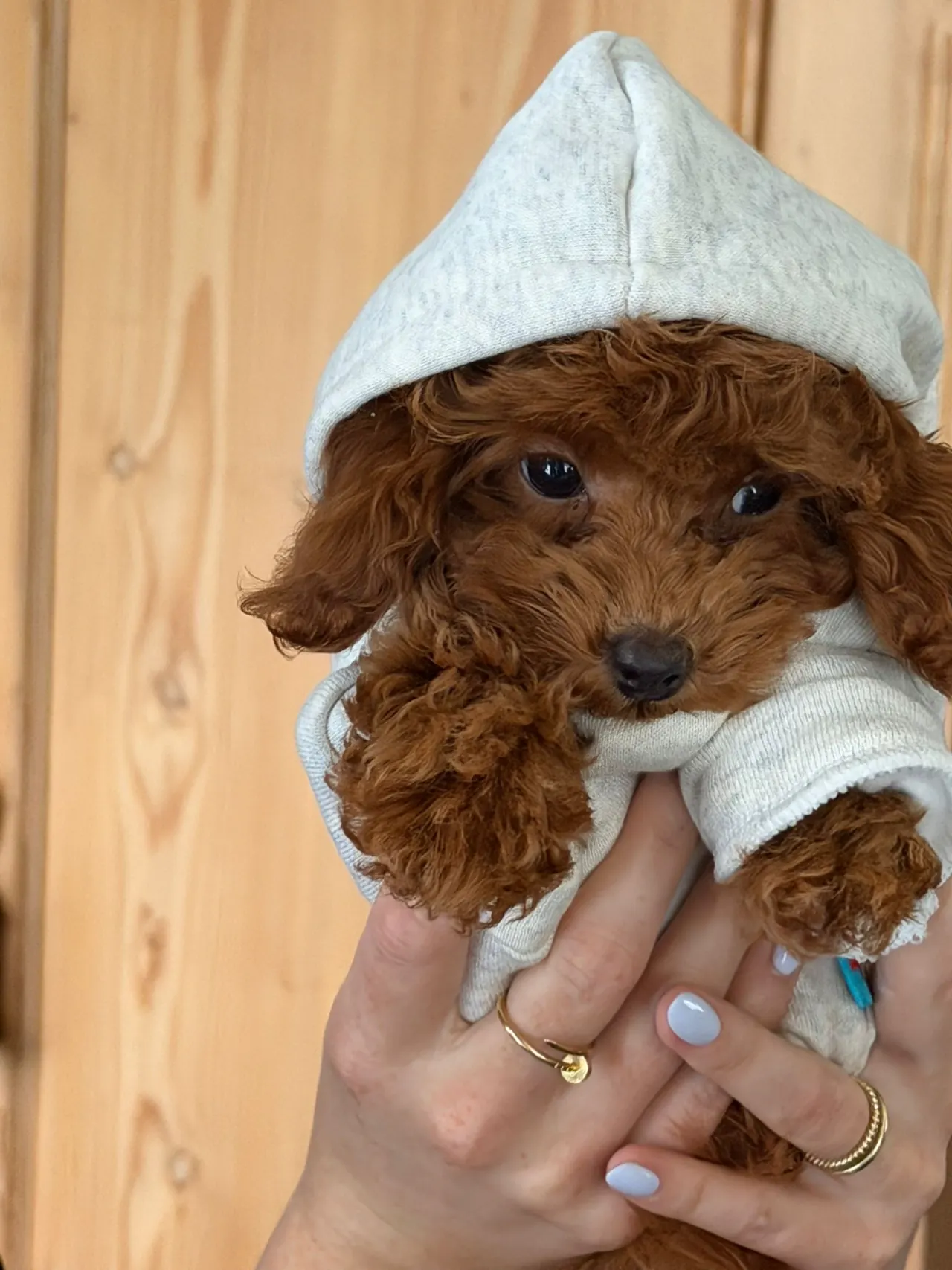 Rode pup in een grijs hoodietje