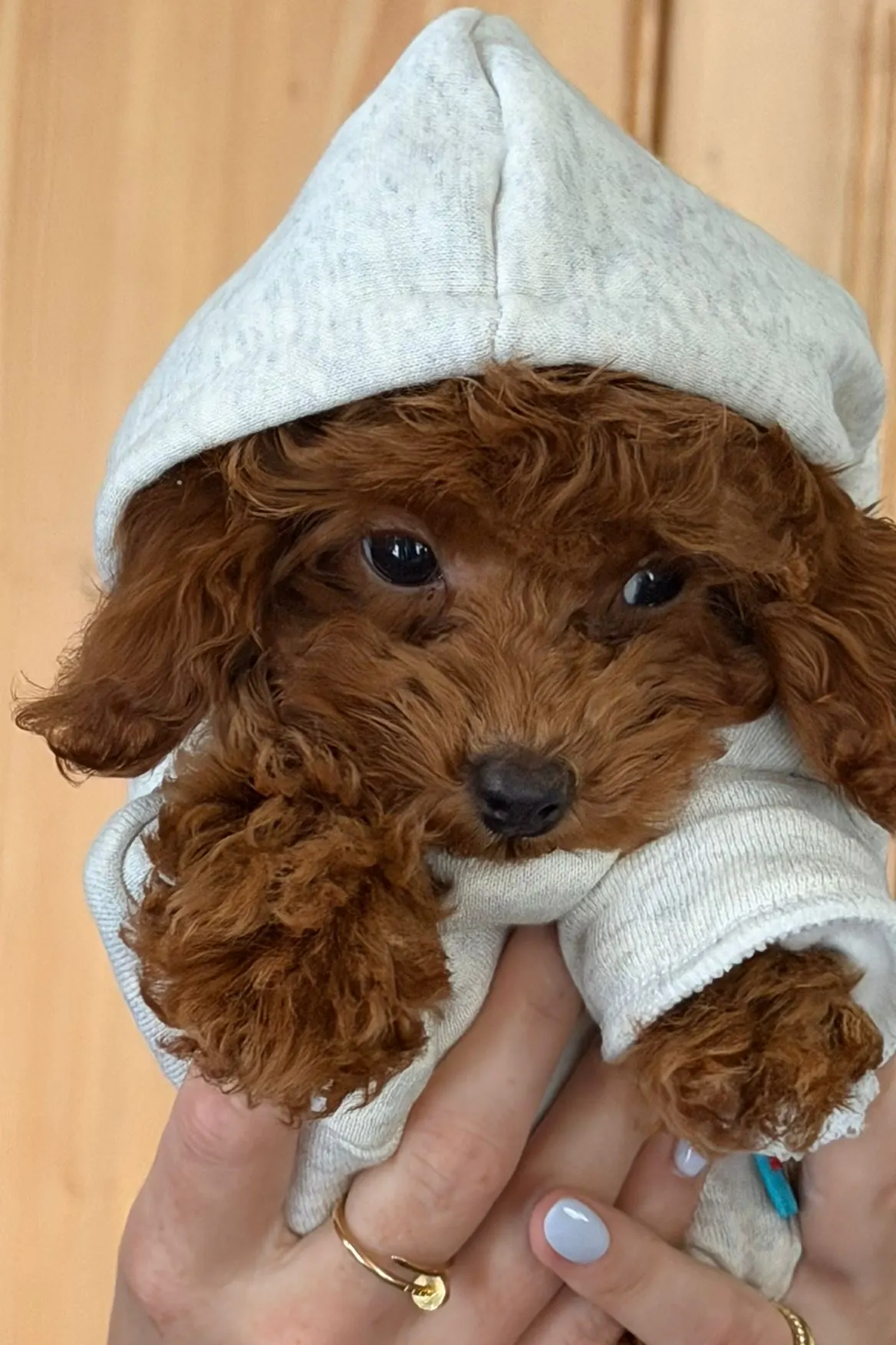 Rode toypoodle pup in een grijs hoodietje