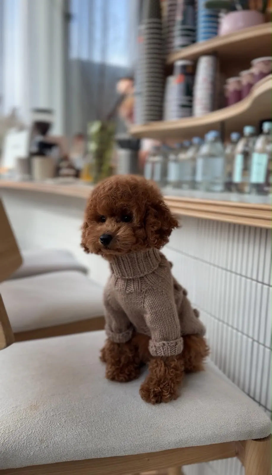 Pup in een truitje op een kruk