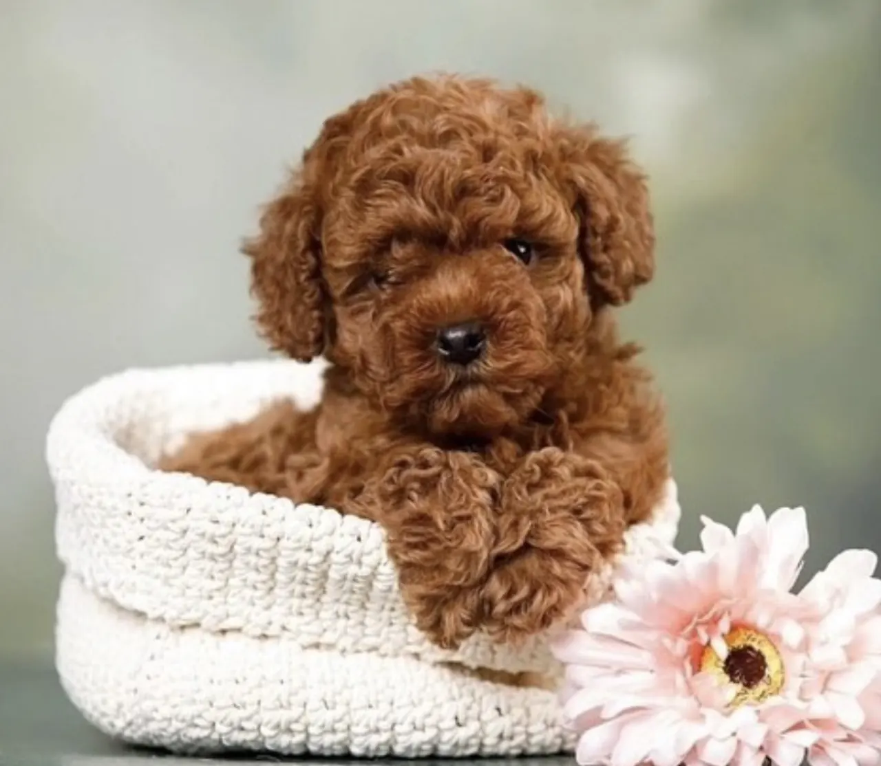 Donkerrode pup in een gebreid mandje