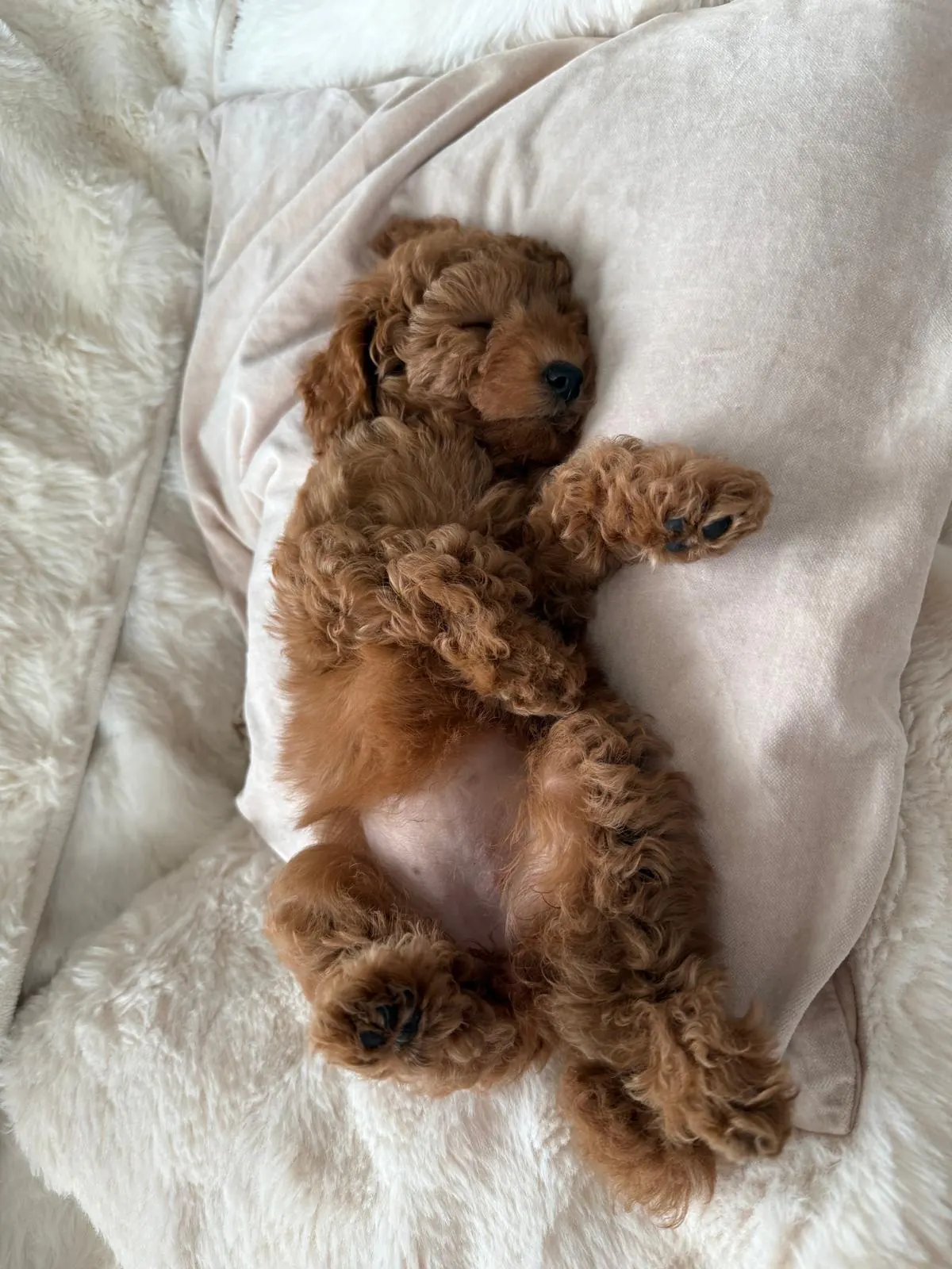 Rode pup slaapt op zijn rug op een wit dekentje