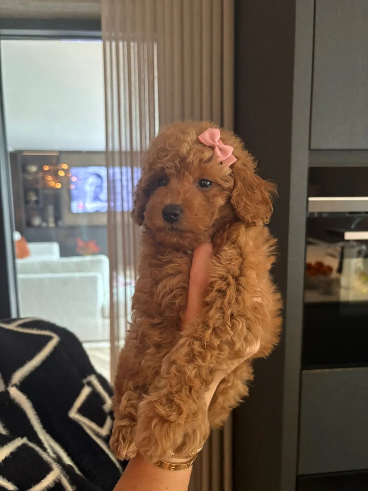 Pup met een roze strikje in het haar
