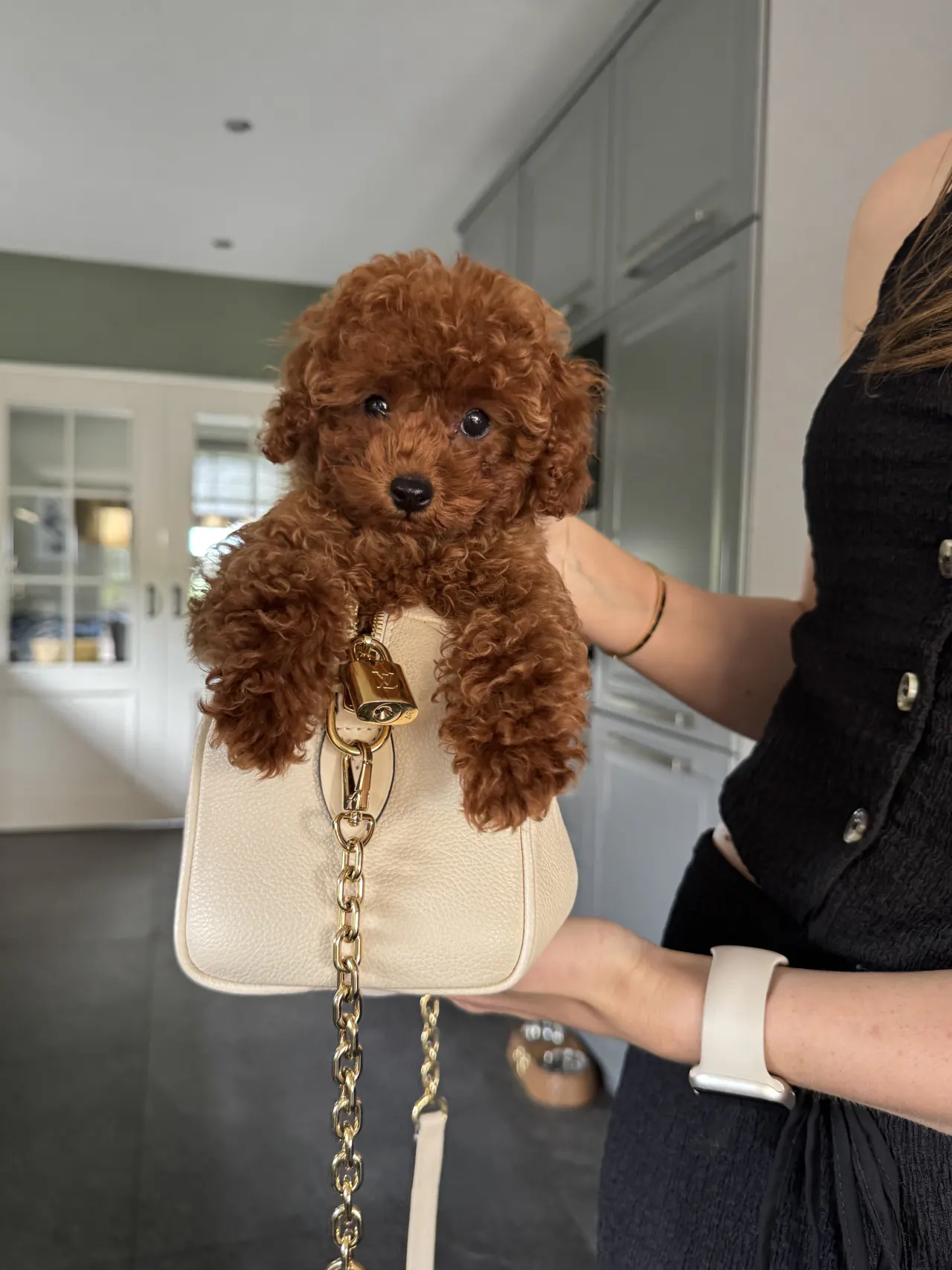 Pup kijkt uit een crèmekleurig tasje