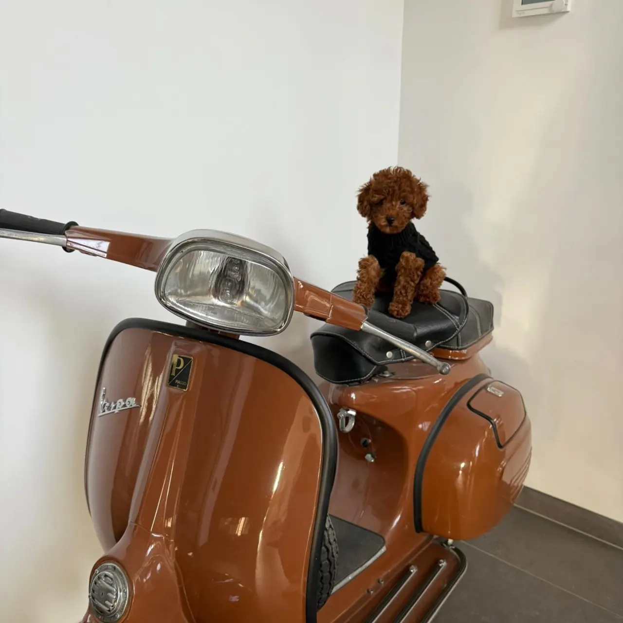 Pup op een roestbruine Vespa