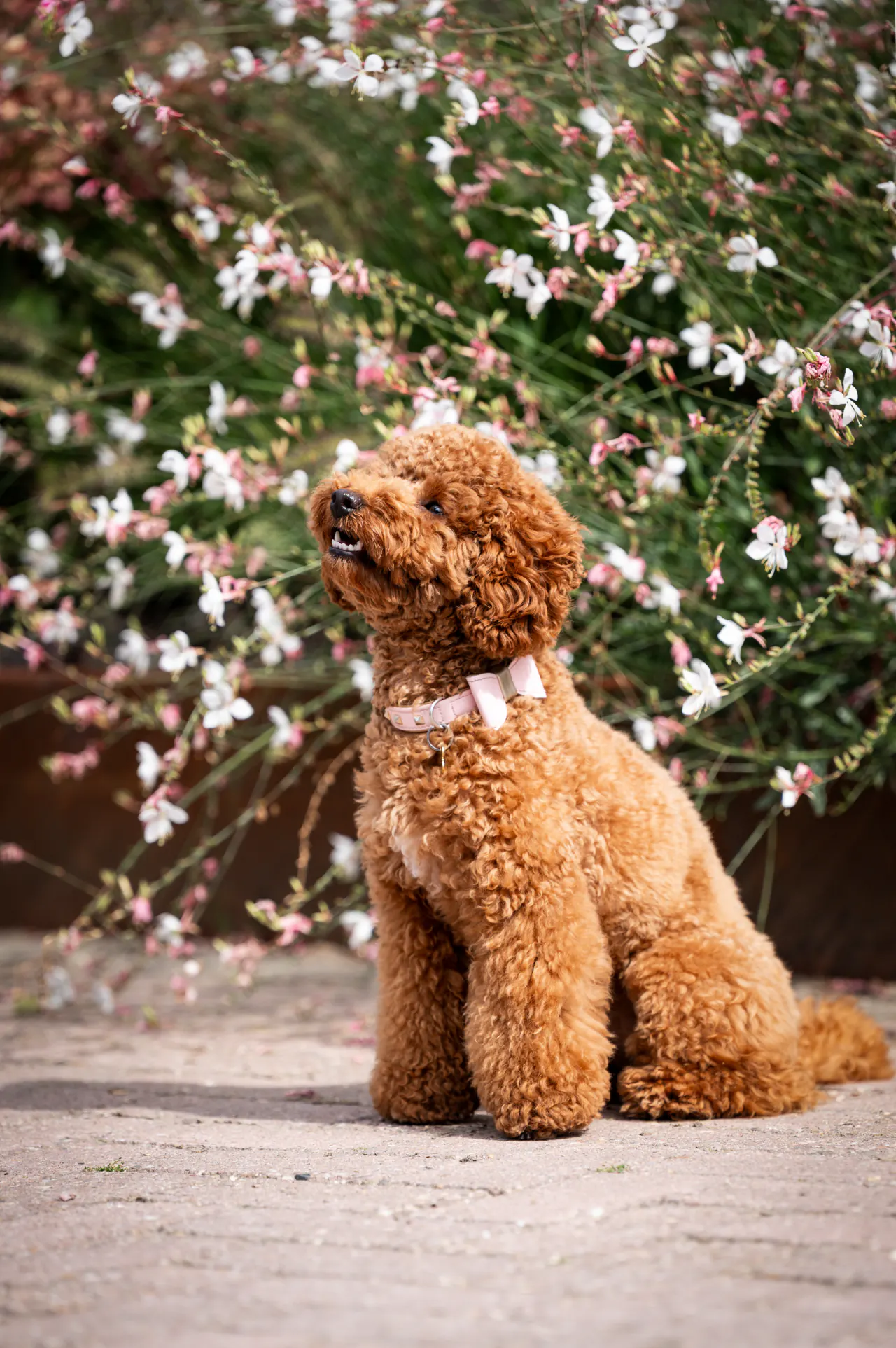 Rode toypoodle in profiel tussen de bloemen