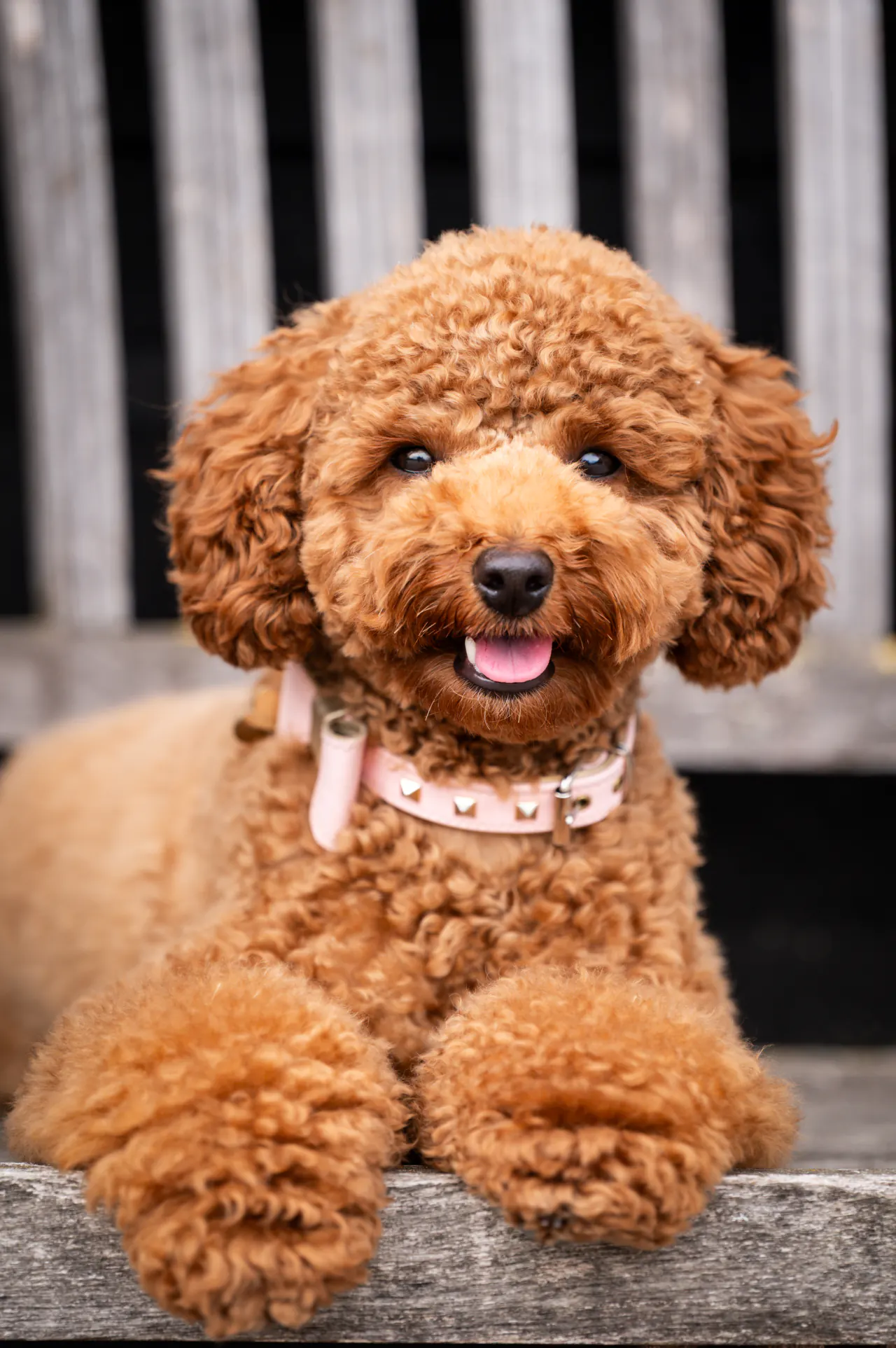 Close-up van een rode toypoodle