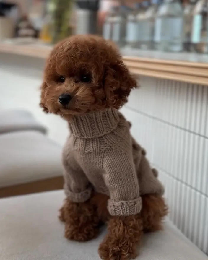 Rosie, rode toypoodle pup in een gebreid truitje op een kruk
