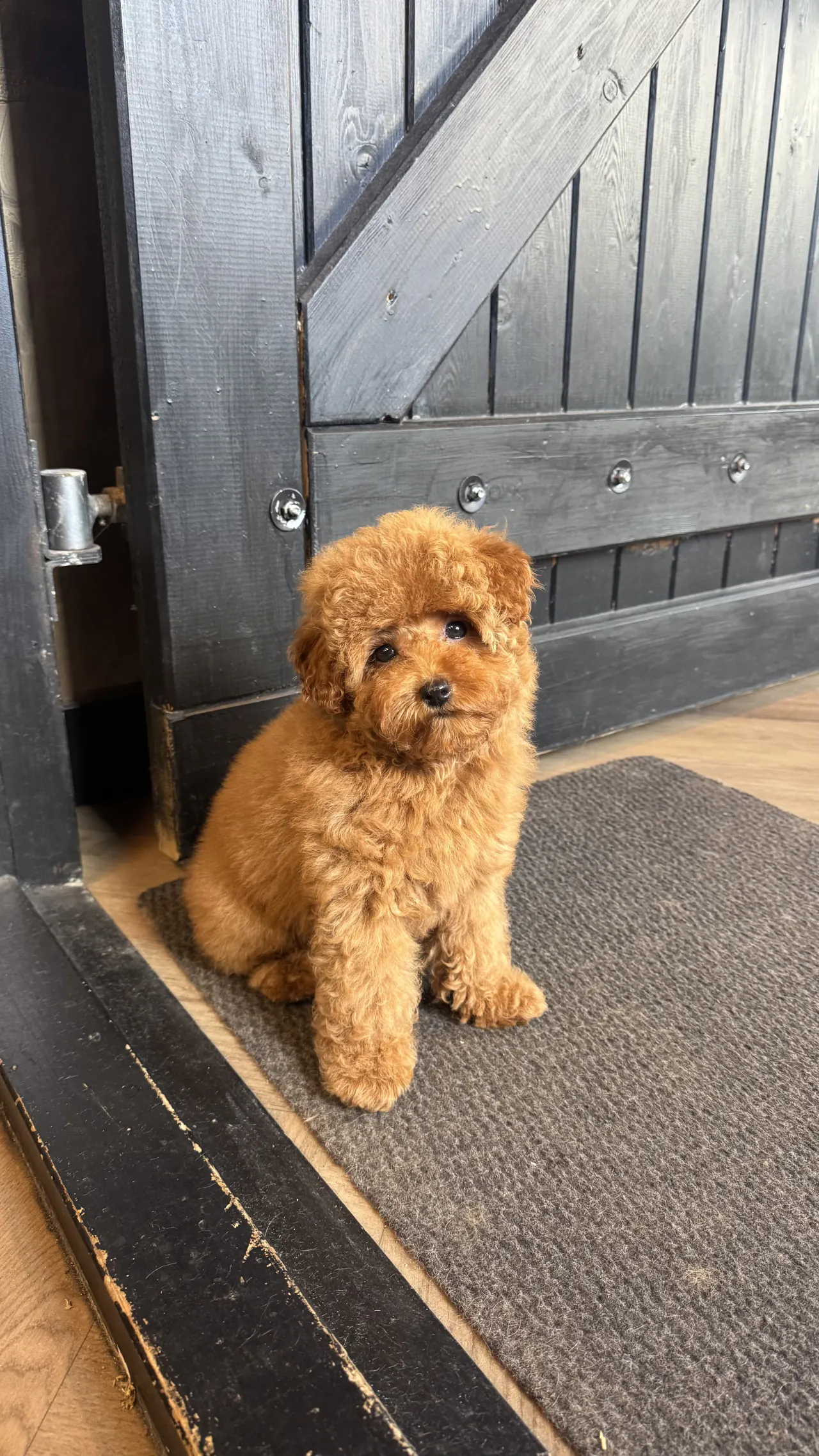 Getrimde rode toypoodle zit bij de zwarte staldeur van de salon
