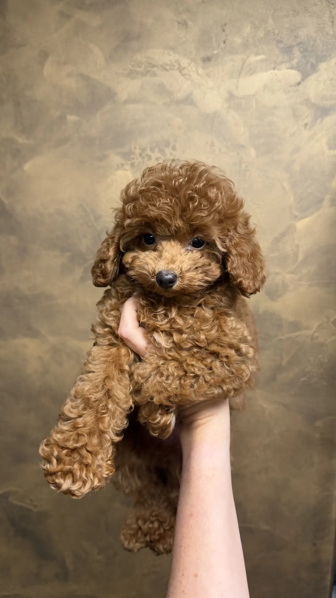 Bruine pup wordt omhooggehouden voor een gouden achtergrond
