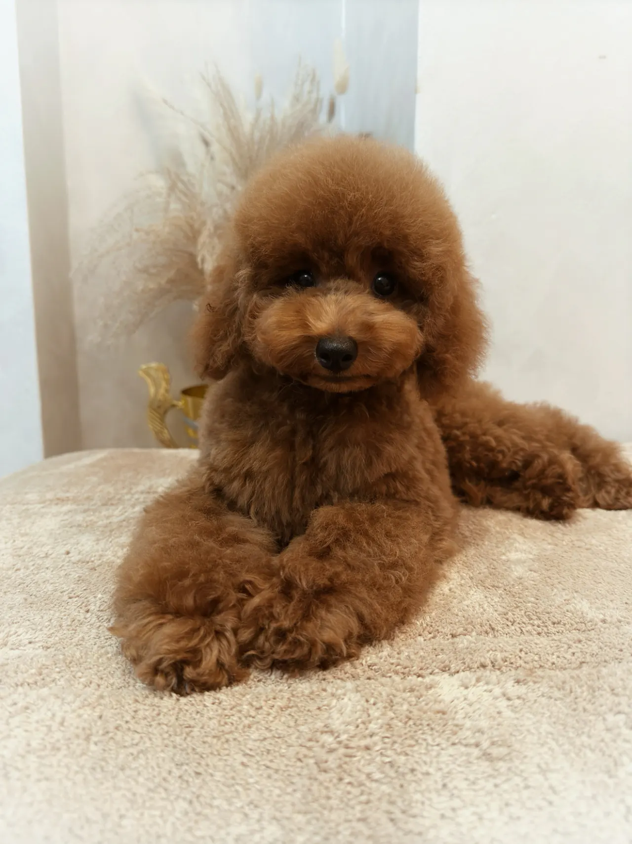 Rode toypoodle ligt ontspannen op een bed