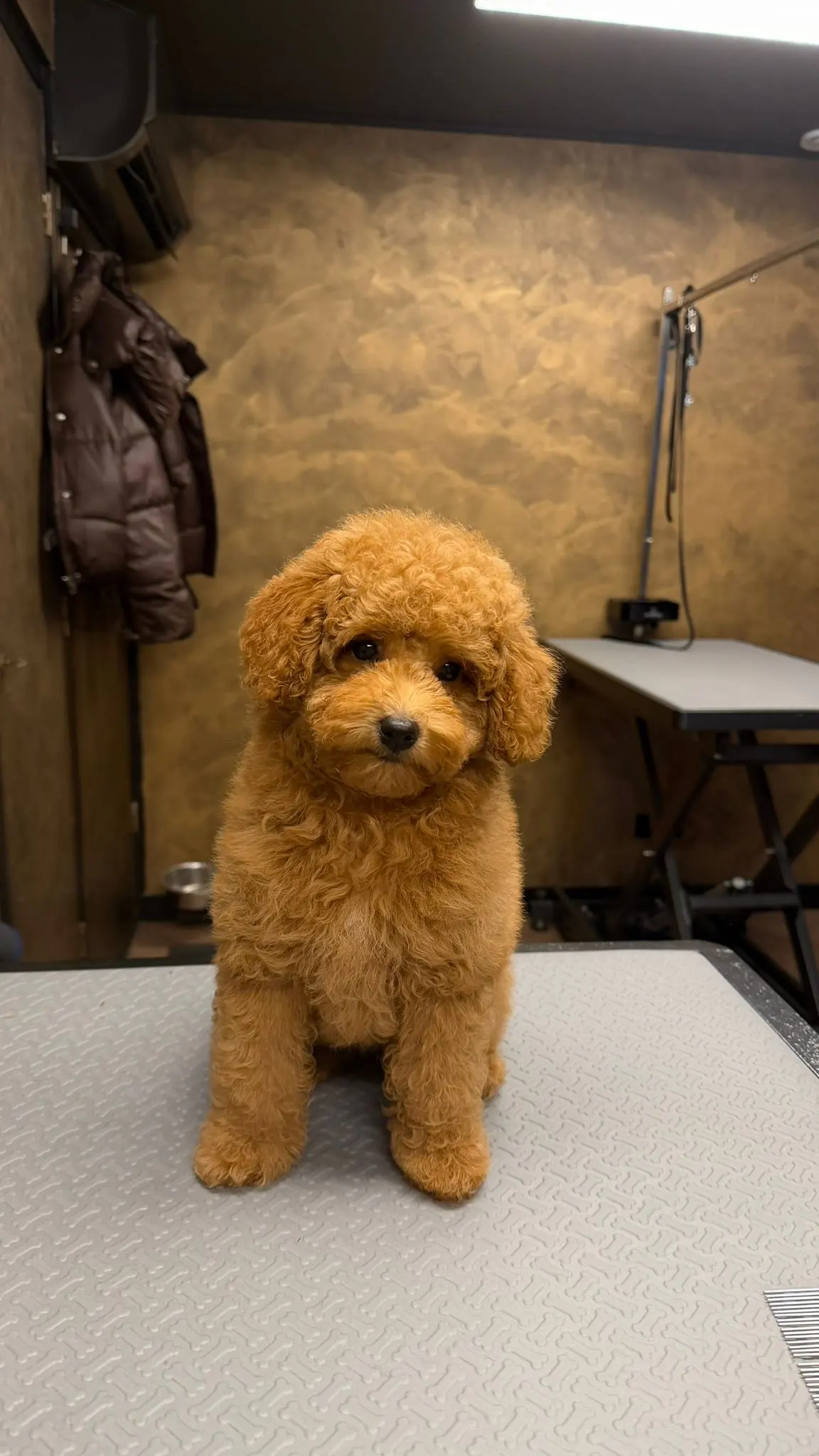 Getrimde toypoodle in Asian style
