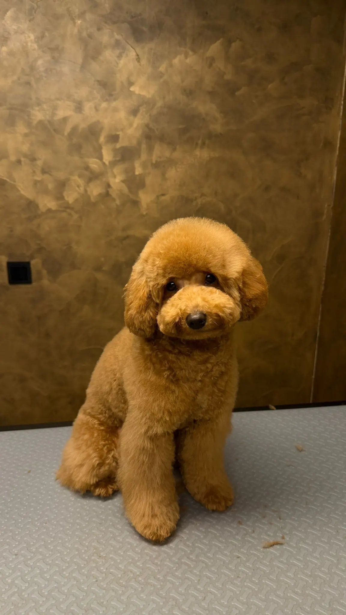 Getrimde abrikooskleurige toypoodle in Asian style op de trimtafel