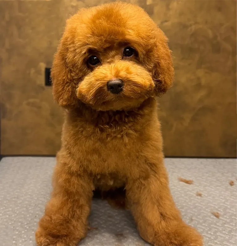 Close-up van een getrimde toypoodle