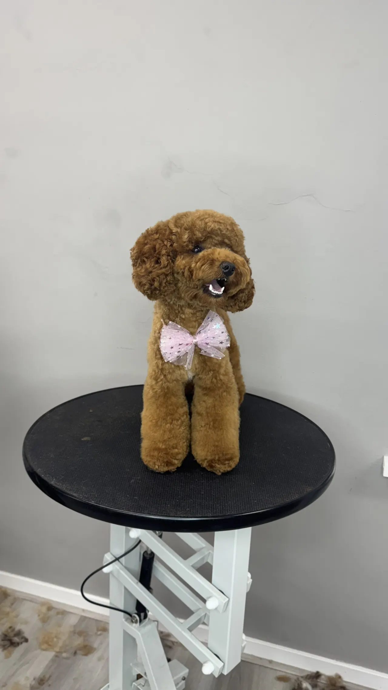 Getrimde toypoodle met strikje op een ronde trimtafel